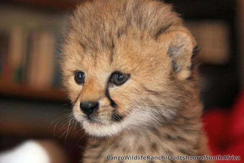 Illustration for article titled ZOMG CONSOLIDATED CUTENESS OF THE BABY ANIMALS!!!